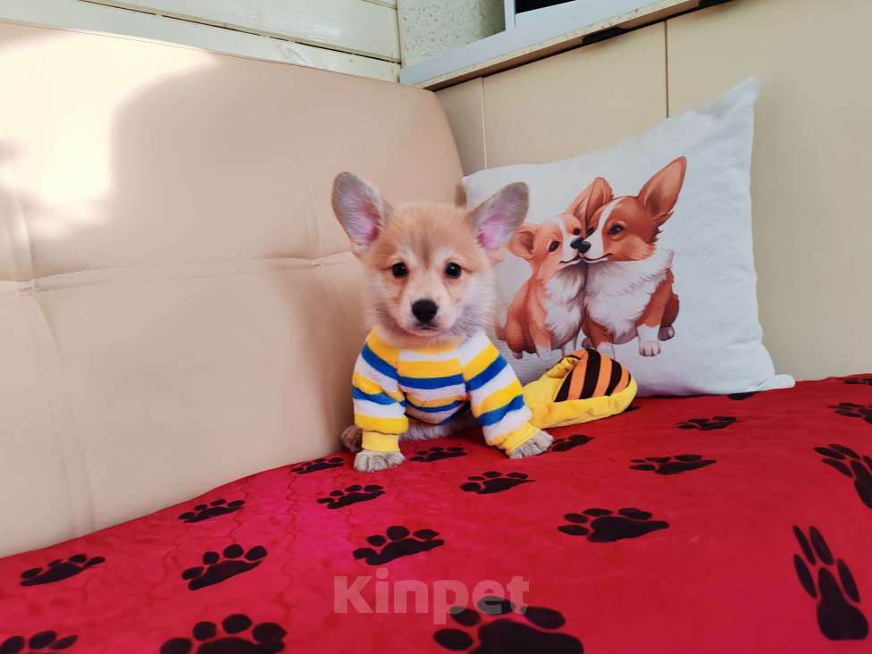 Собаки в Москве: Щенки вельш корги пемброк Девочка, 30 000 руб. - фото 1