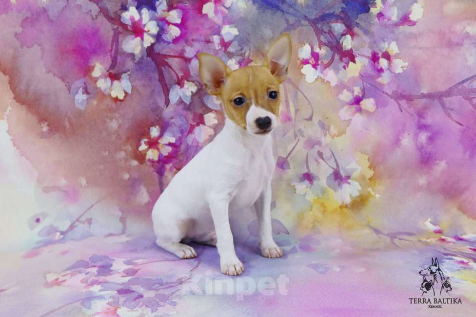 Собаки в Санкт-Петербурге: Щенок той-фокстерьера, мальчик Мальчик, 50 000 руб. - фото 6