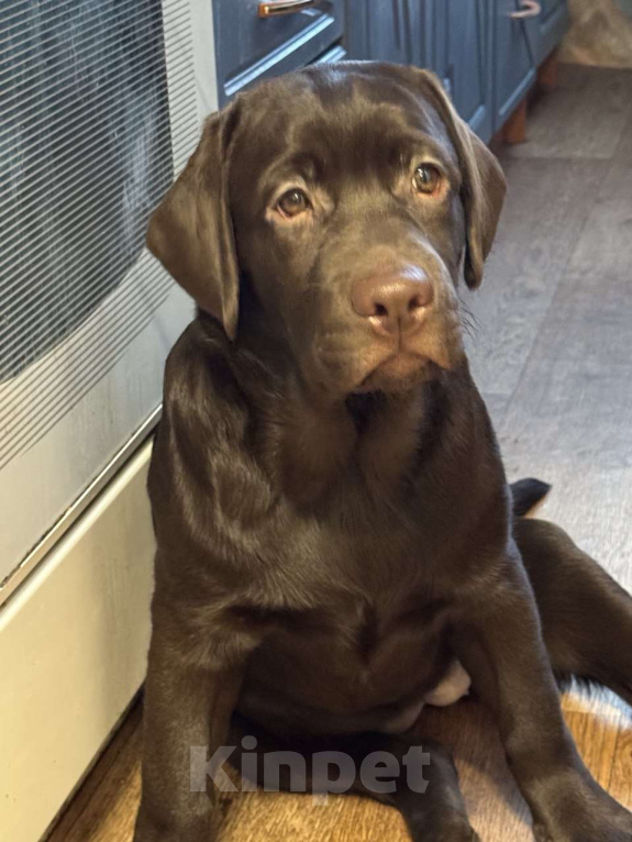 Собаки в Суворове: Продается щенок лабрадора Девочка, 40 000 руб. - фото 1