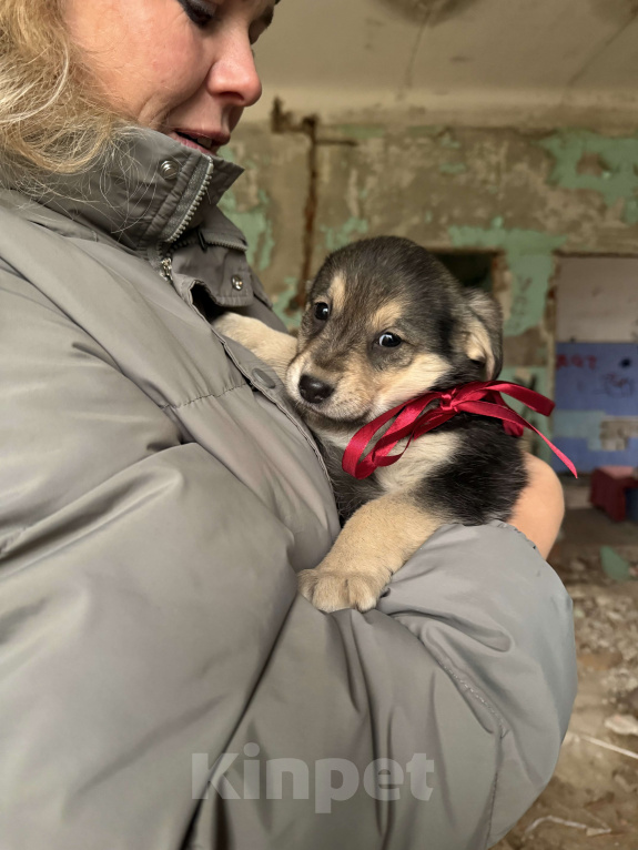 Собаки в Москве: Красивые щенки девочки в дар! Дайте шанс  малышам не замерзнуть! Девочка, Бесплатно - фото 6