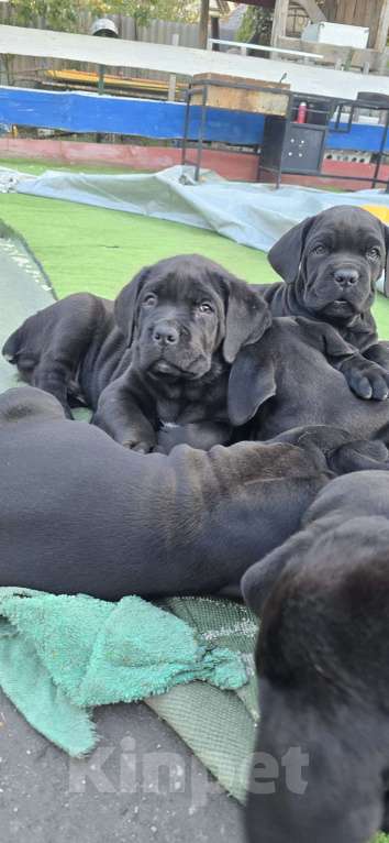 Собаки в Шахте: Мальчик Кане-Корсо  Мальчик, 40 000 руб. - фото 2