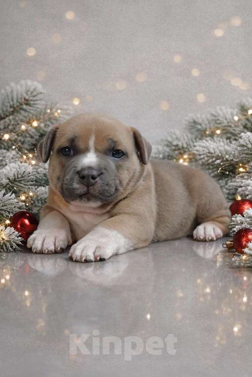 Собаки в Донецке: Бронирование щенков американский булли Мальчик, Бесплатно - фото 3