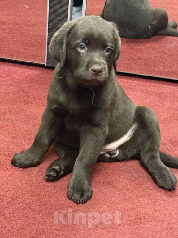Собаки в Люберцах: Щенки Лабрадора -ретривера шоколадного окраса Девочка, 100 000 руб. - фото 8