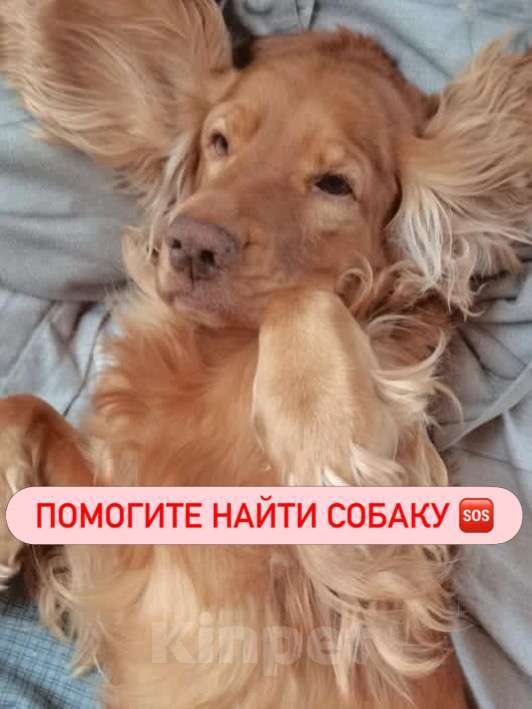 Собаки в других городах Камчатского края: Собаку украли ! Прошу помощи 🙏😭 Мальчик, 100 000 руб. - фото 2