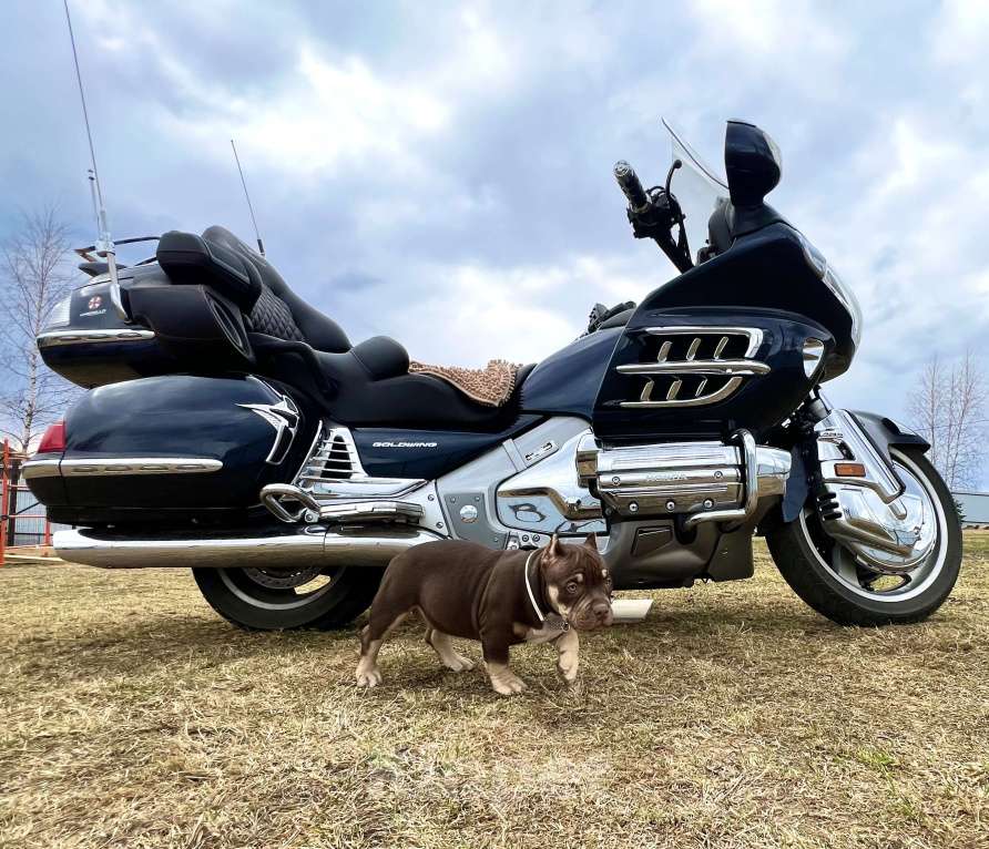 Собаки в Москве: Щенок американский булли Девочка, Бесплатно - фото 4