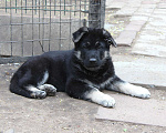 Собаки в Балашихе: Очень крупная ВЕО девочка Девочка, 50 000 руб. - фото 3