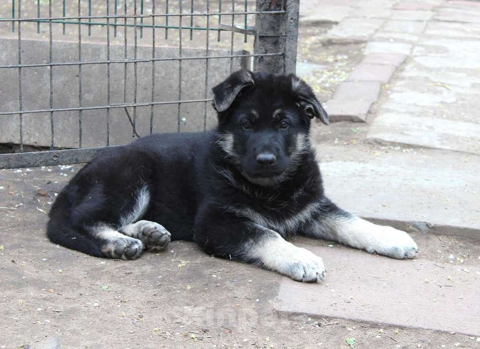 Собаки в Балашихе: Очень крупная ВЕО девочка Девочка, 50 000 руб. - фото 3