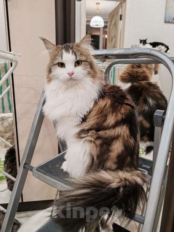 Кошки в Москве: Марта - роскошная кошка с рысьими кисточками Девочка, Бесплатно - фото 1