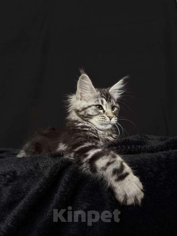 Кошки в Москве: Мейн-кун котенок Девочка, 60 000 руб. - фото 3