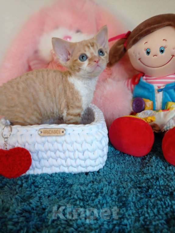 Кошки в Хабаровске: Девон рекс Мальчик, 100 000 руб. - фото 2