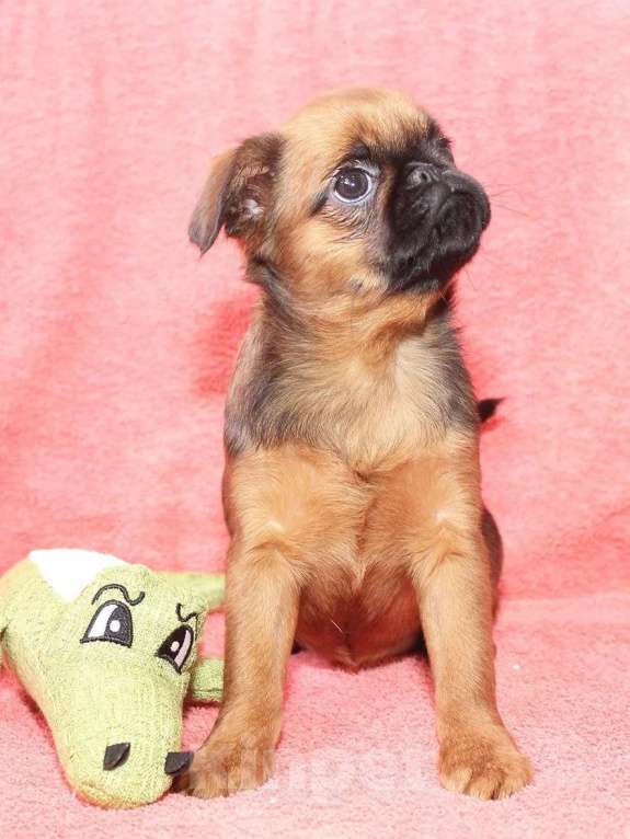 Собаки в Санкт-Петербурге: Маленькая прелесть Девочка, 80 000 руб. - фото 7