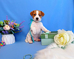 Собаки в Тюмени: Щенки Джек Рассел терьер мальчики и девочки Мальчик, 35 000 руб. - фото 4