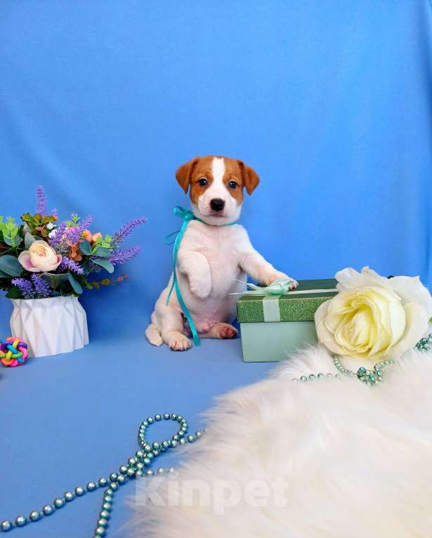 Собаки в Тюмени: Щенки Джек Рассел терьер мальчики и девочки Мальчик, 35 000 руб. - фото 4