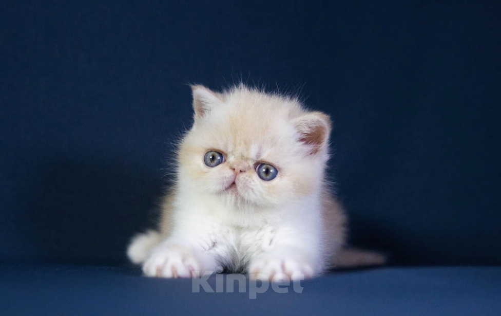 Кошки в Москве: Котенок экзот Девочка, 60 000 руб. - фото 1