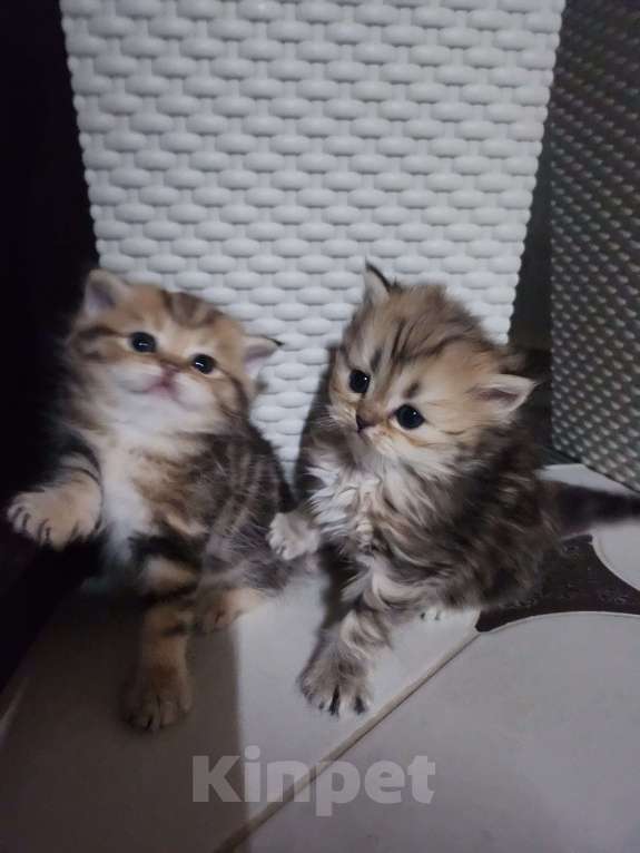 Кошки в Москве: Шотландские  котята  Мальчик, 25 000 руб. - фото 5