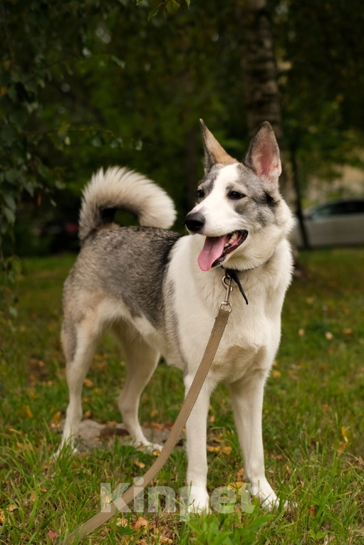 Собаки в Санкт-Петербурге: Рея из приюта в добрые руки Девочка, Бесплатно - фото 2