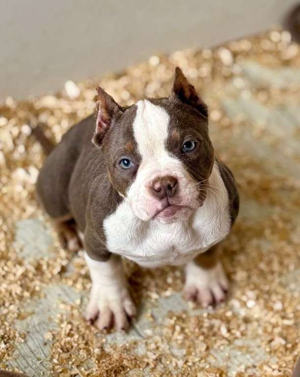 Собаки в других городах Московской области: Предлагаются шикарные малыши Американский Булли разных типов 🤗 Разнополые, Бесплатно - фото 9