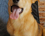 Собаки в Москве: Очаровательнейшая молодая собака Альфа  Девочка, Бесплатно - фото 2