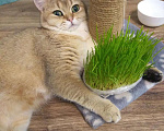 Кошки в Чебоксарах: Британский кот на вязку, 1 руб. - фото 5
