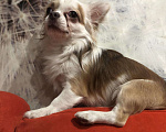 Собаки в Краснодаре: Чихуахуа вязка, 2 000 руб. - фото 4