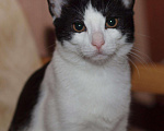 Кошки в Москве: Черно-белый котенок девочка Шанти, 4 месяца Девочка, Бесплатно - фото 6