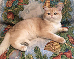Кошки в Касимове: Британец., 100 руб. - фото 3