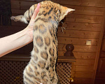 Кошки в Истре: Ручная бенгалочка с документами Девочка, 24 000 руб. - фото 2