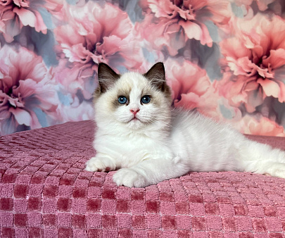 Рэгдолл котенок мальчик