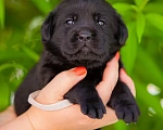 Собаки в Челябинске: Щенок чёрного лабрадора девочка 1 месяц Девочка, 60 000 руб. - фото 1