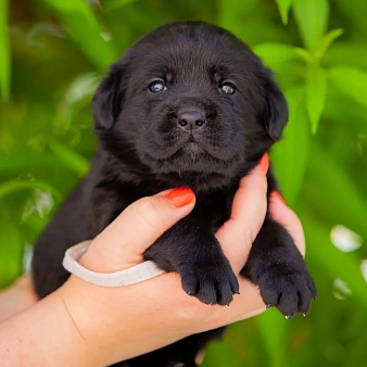 Объявление: Щенок чёрного лабрадора девочка 1 месяц, 60 000 руб., Челябинск
