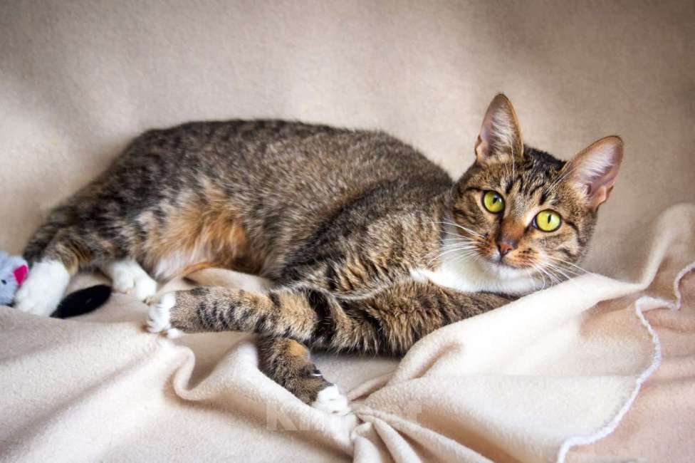 Кошки в Москве: Мадемуазель Матильда ищет дом Девочка, 1 руб. - фото 3