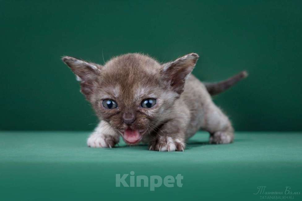 Кошки в Москве: Кошка бурманская, соболиная черепаха Девочка, 150 000 руб. - фото 2