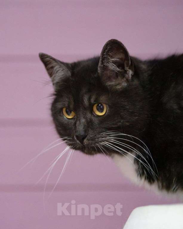 Кошки в Москве: Курочку никто не замечает Девочка, Бесплатно - фото 3