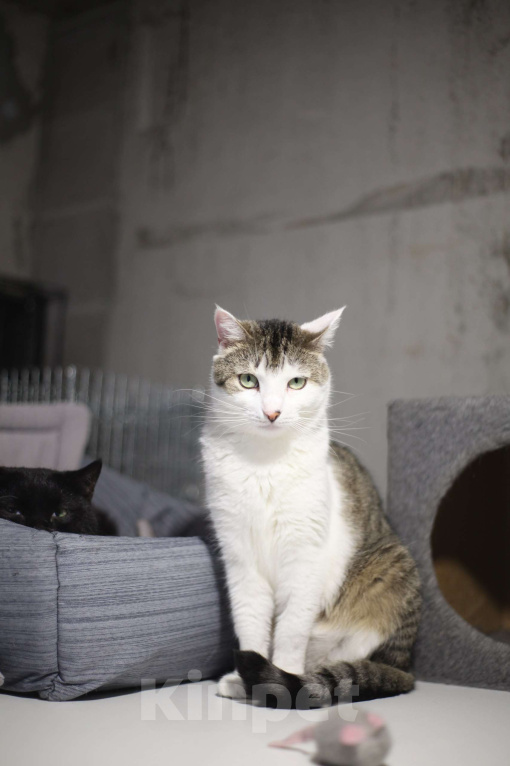 Кошки в Санкт-Петербурге: Мистика Девочка, Бесплатно - фото 1