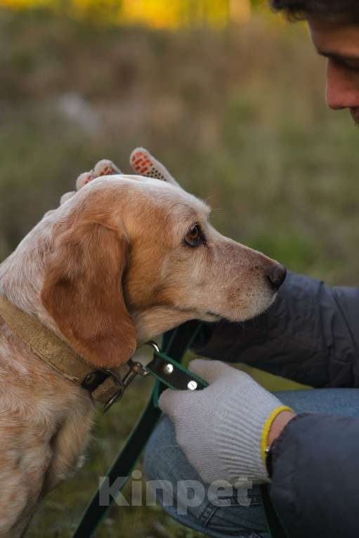 Собаки в Санкт-Петербурге: Персик из приюта в добрые руки Мальчик, Бесплатно - фото 5