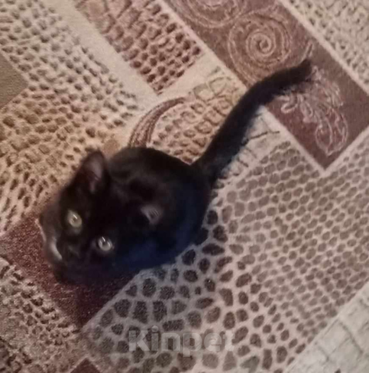 Кошки в Прокопьевске: Отдам в добрые руки Мальчик, Бесплатно - фото 1