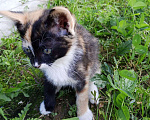 Кошки в Москве: Котенок в добрые руки Девочка, Бесплатно - фото 5
