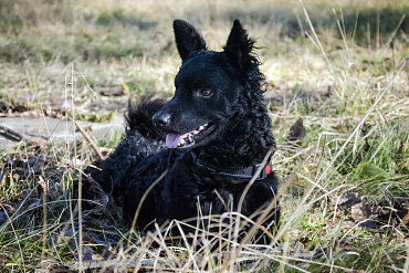 Хорватская овчарка