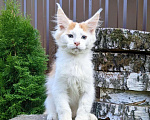 Кошки в Мытищах: Котята Мейн-кун Мальчики Мальчик, 40 000 руб. - фото 3