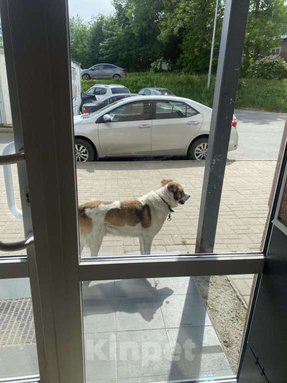 Собаки в Петрозаводске: Возможно, чья-то собака. Мальчик, Бесплатно - фото 2