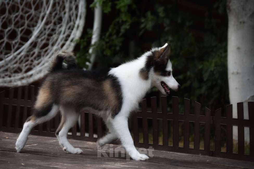 Собаки в Москве: Ненецкая оленегонная лайка. Сука Алекса. Девочка, 60 000 руб. - фото 2