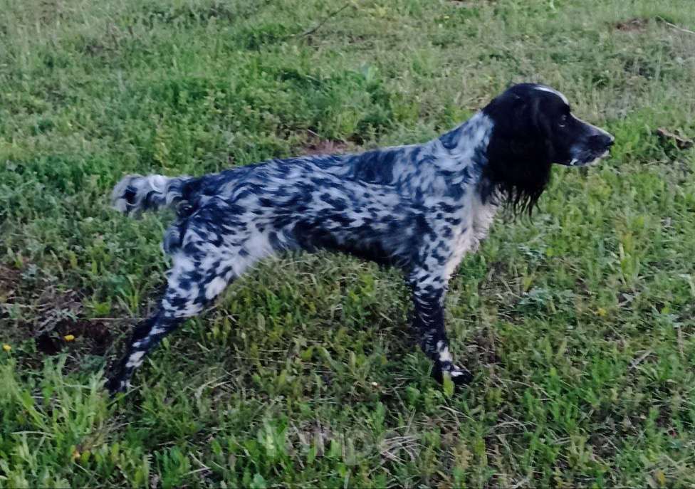 Собаки в Нижнем Новгороде: Щенок русского охотничьего спаниеля. Девочка, 25 000 руб. - фото 4