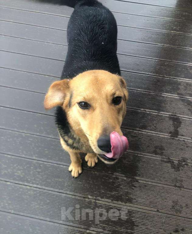 Собаки в других городах Московской области: В добрые руки Девочка, Бесплатно - фото 3