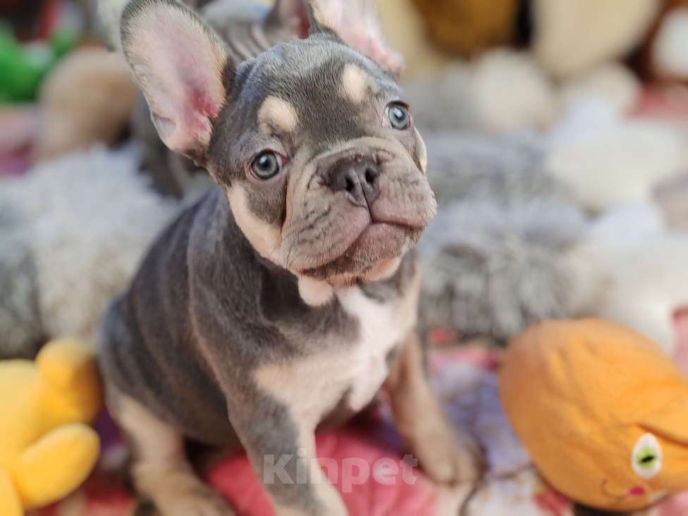 Собаки в Санкт-Петербурге: Шикарный лиловый мальчик Мальчик, 80 000 руб. - фото 10