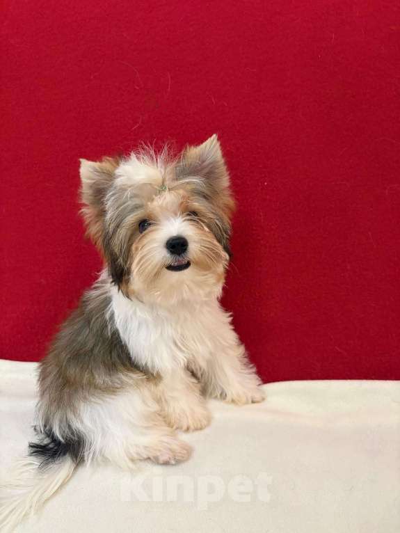 Собаки в Москве: Йоркширский  терьер  Очаровательный  Мальчик Мальчик, 35 000 руб. - фото 2