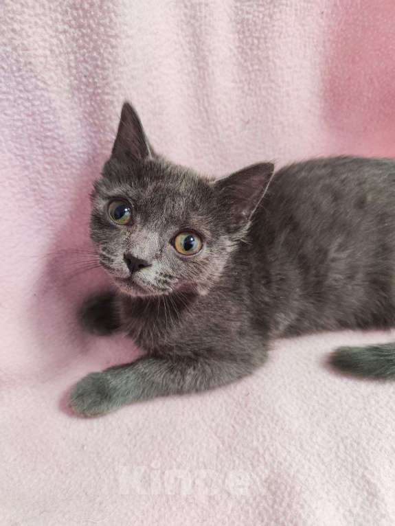 Кошки в Москве: Котенок Карма с двухцветными глазами Девочка, Бесплатно - фото 2