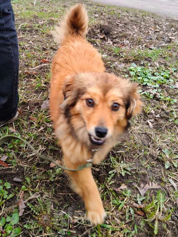 Собаки в Санкт-Петербурге: Маленькая собачка в добрые руки Девочка, Бесплатно - фото 8