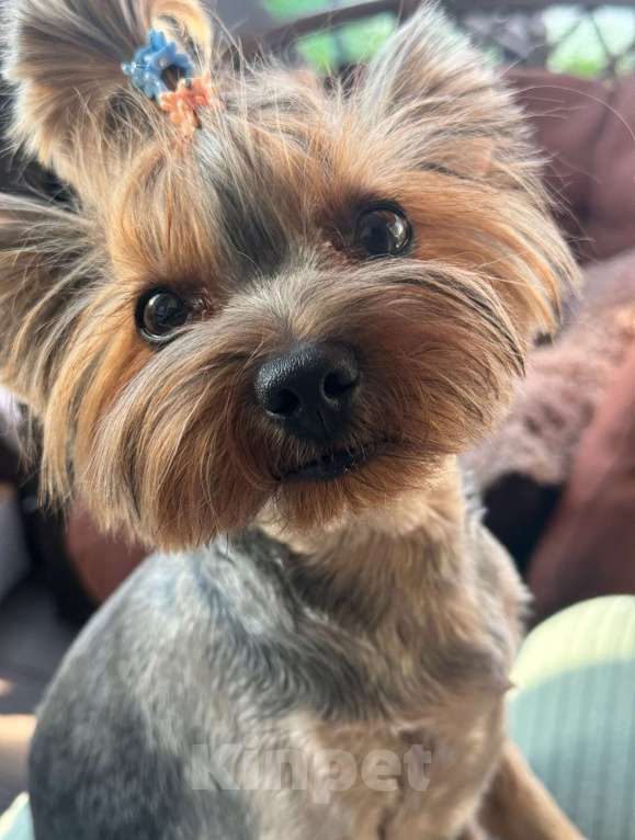 Собаки в Ивантеевке: Потерялся Йорк в Ивантеевке Девочка, 50 000 руб. - фото 4