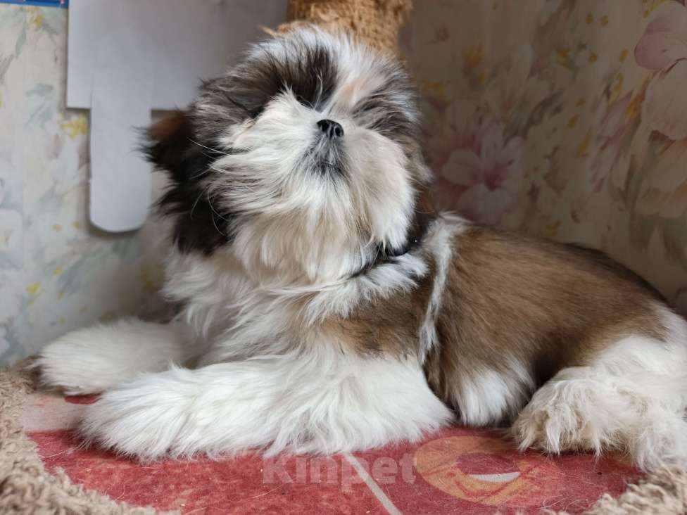 Собаки в Железногорске: Щенки ши-тцу Мальчик, 60 000 руб. - фото 9