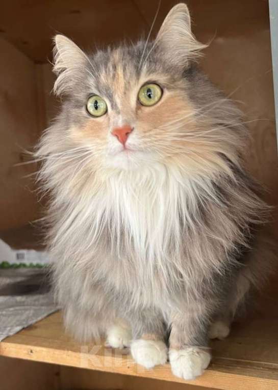 Кошки в Одинцово: Кошечка Мелани Девочка, Бесплатно - фото 6